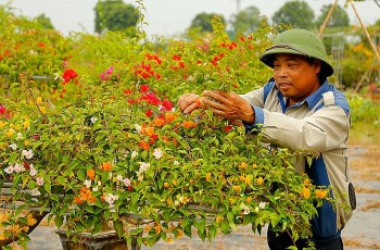 Về nơi cả làng nghề trồng hoa gặp toàn triệu phú, tỷ phú hoa giấy