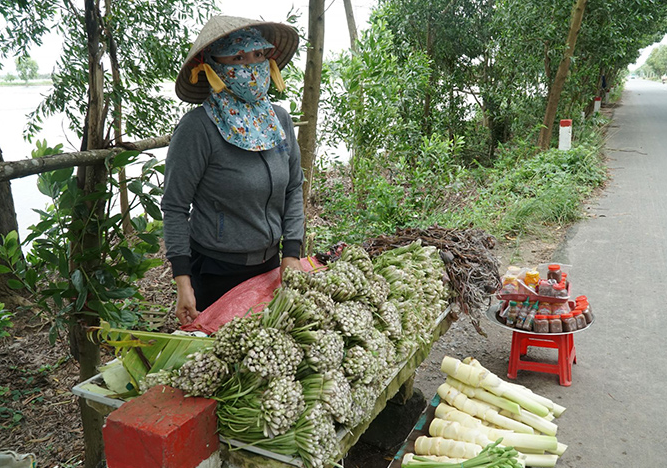Loại rau không trồng cũng mọc sum suê, dân nhổ bán kiếm 600.000 đồng/ngày