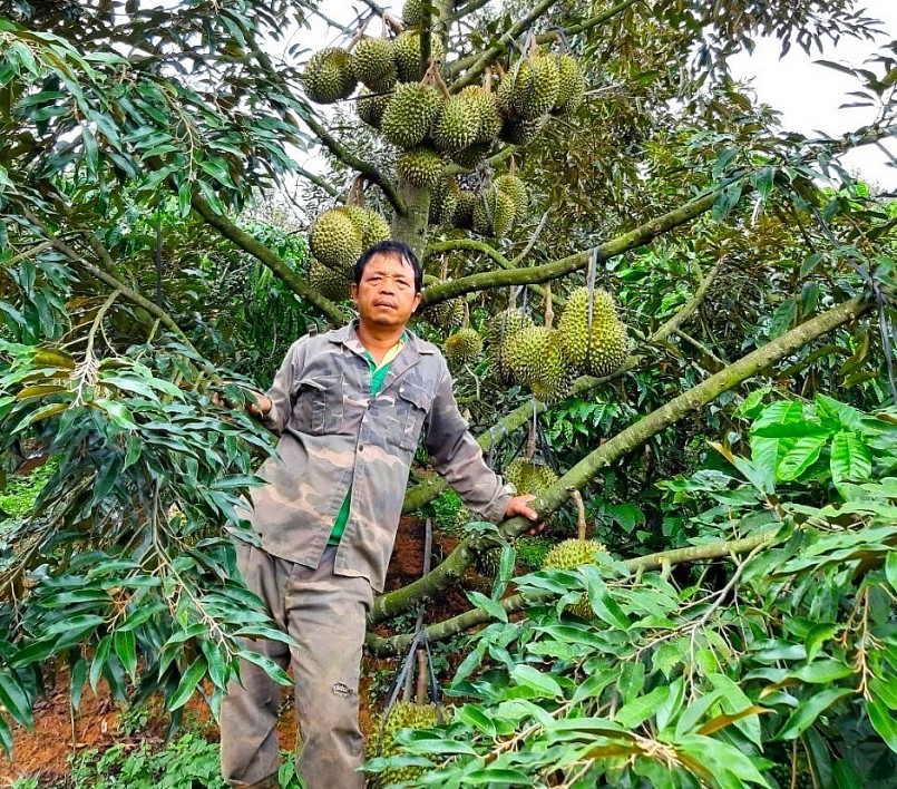 Nhờ trồng sầu riêng trái vụ, gia đình ông Phan Quang Trung (thôn Hợp Thành, xã Sơn Lang) thu lợi nhuận 450 triệu đồng/năm, cao hơn làm chính vụ 120-150 triệu đồng. 