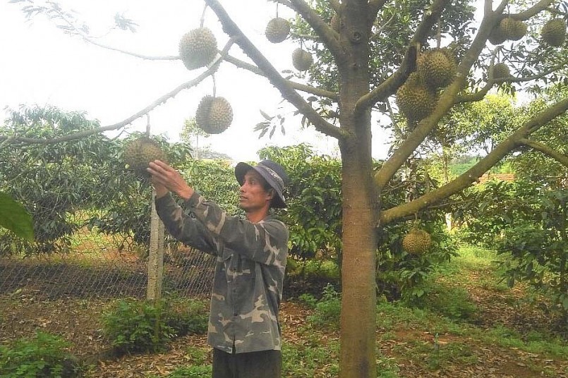 Ông Lê Hồng Chiến (thôn Hợp Thành, xã Sơn Lang, huyện Kbang, tỉnh Gia Lai) áp dụng kỹ thuật ép cây sầu riêng ra hoa trái vụ cho thu nhập cao gấp 1,5 lần so với chính vụ. 