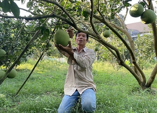 Bưởi Bà Rịa-Vũng Tàu nhận tin cực vui khi 4 vùng trồng được xuất khẩu đi Mỹ