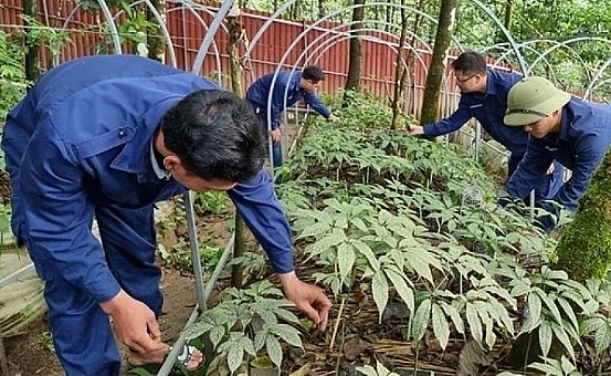 Vườn Sâm Lai Châu đang được chăm sóc khoa học và phát triển tốt dưới tán rừng già tự nhiên, hứa hẹn là cây “tỷ phú” trong thời gian không xa.