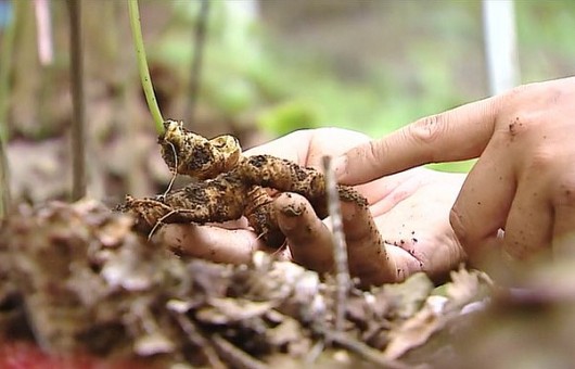 Vườn sâm Lai Châu cực hiếm nơi đại ngàn, mỗi cây trị giá tới 300 triệu đồng/kg