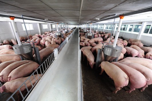 Dự báo giá heo hơi ngày 23/11: Bật tăng trở lại, chạm ngưỡng 60.000 đồng/kg