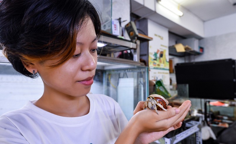 Bắt đầu sưu tầm ốc mượn hồn từ năm 2018 đến nay, Nguyễn Thanh Phượng (quận Thanh Xuân, Hà Nội) đã sở hữu hơn 6.000 cá thể với nhiều màu sắc và giống khác nhau, chúng được nhập khẩu từ nhiều nơi trên thế giới. 