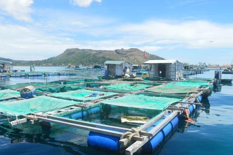 Quảng Ngãi: Nâng cao chất lượng nông lâm thủy sản nhờ đẩy mạnh ứng dụng khoa học công nghệ