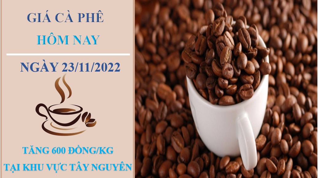Giá cà phê hôm nay 23/11/2022: Tăng 600 đồng/kg tại Khu vực Tây Nguyên