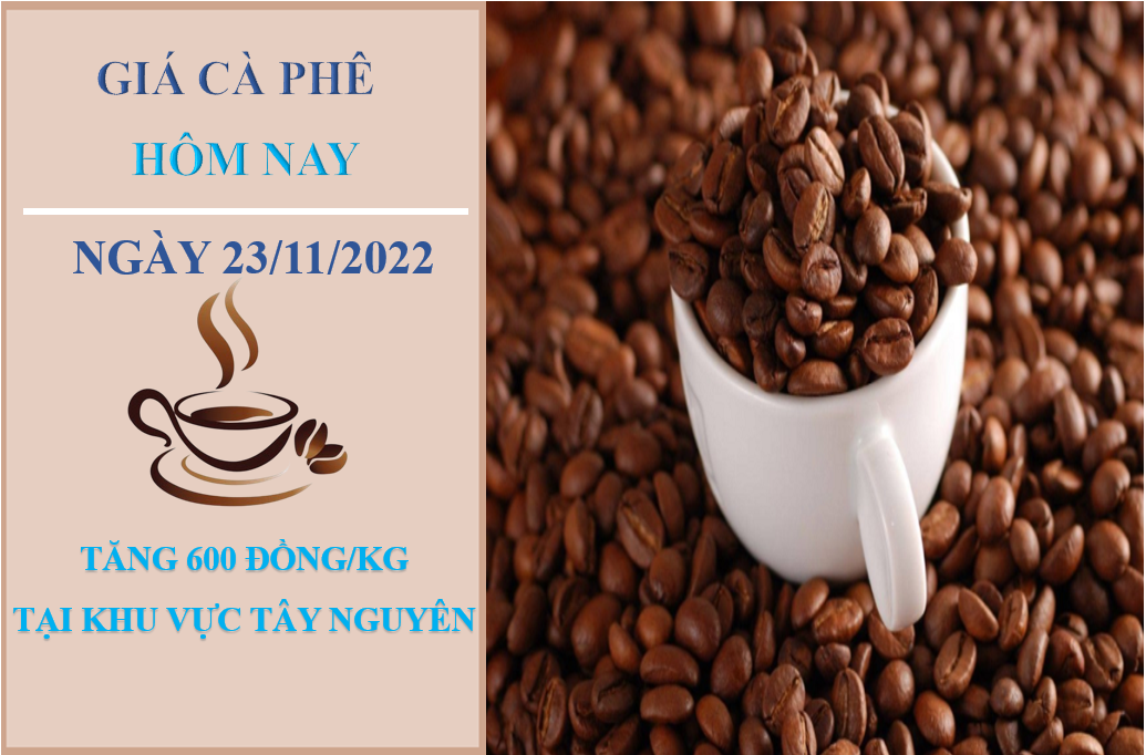 Giá cà phê hôm nay 23/11/2022: Tăng 600 đồng/kg tại Khu vực Tây Nguyên