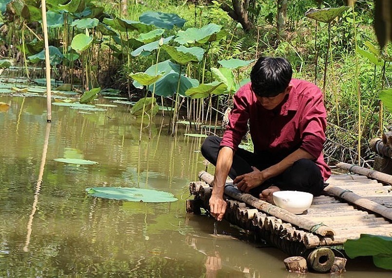Anh Nguyễn Minh Chiến cho đàn cá ăn bằng muỗng.
