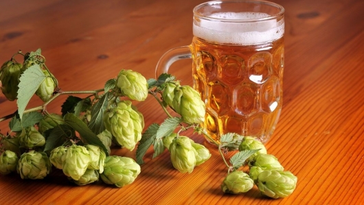 Hoa bia có chứa hợp chất có khả năng chống lại bệnh Alzheimer