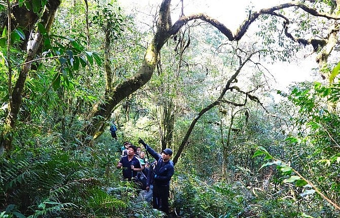Chủ tịch UBND tỉnh Lai Châu Trần Tiến Dũng khảo sát những vùng chè cổ thụ trong rừng nguyên sinh.