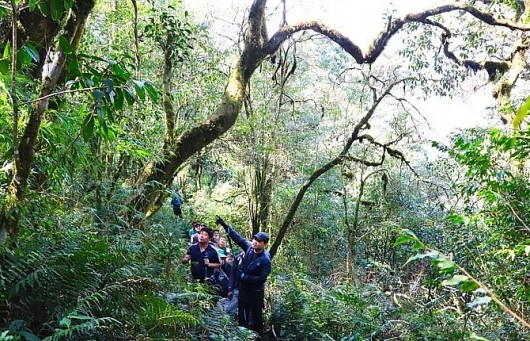 Lạc vào thế giới của những ‘cụ’ chè trăm tuổi trên đỉnh Phàn Liên San