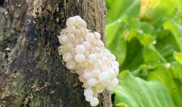 Trứng ốc đẻ bám trên thân cây