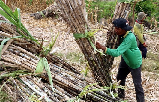 Người trồng “kết” mía giải khát khiến nhà máy đường “khát” nguyên liệu
