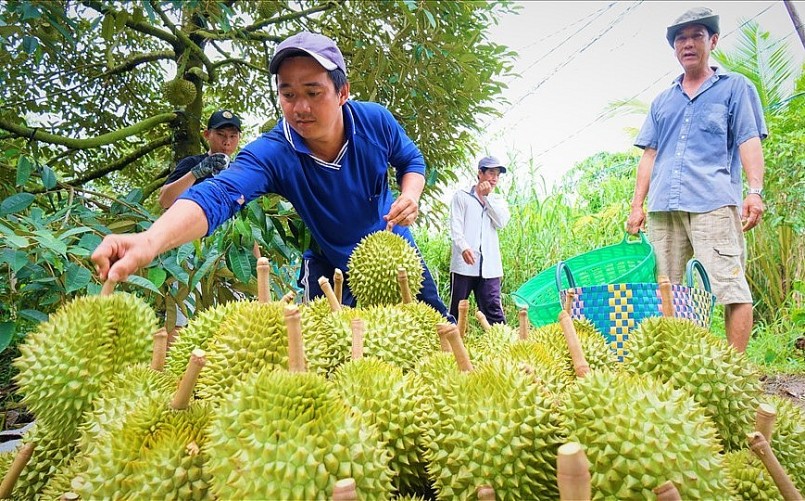 Người trồng sầu riêng ở Cần Thơ phấn khởi bởi năm nay sầu riêng bán được giá cao.