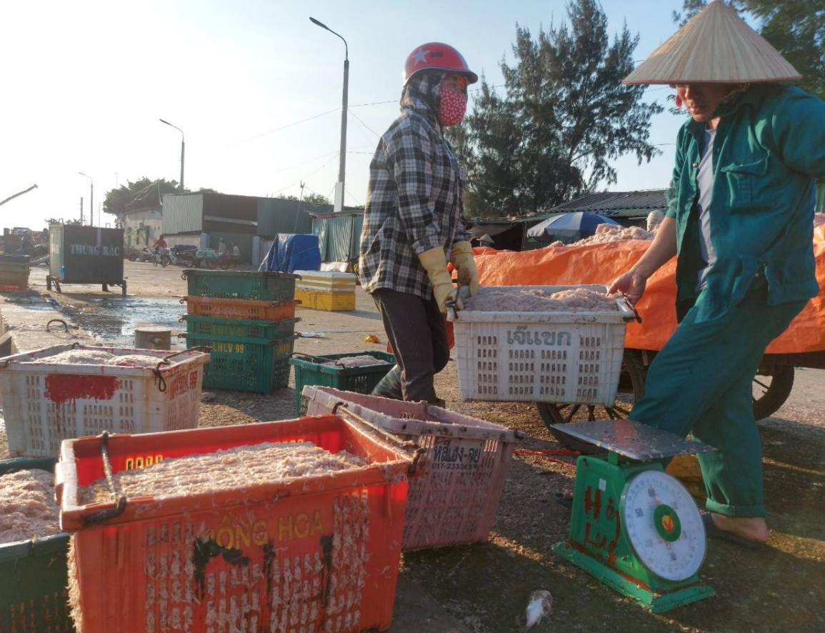 Ngư dân Hà Tĩnh trúng đậm “lộc” biển, thu bạc triệu mỗi đêm