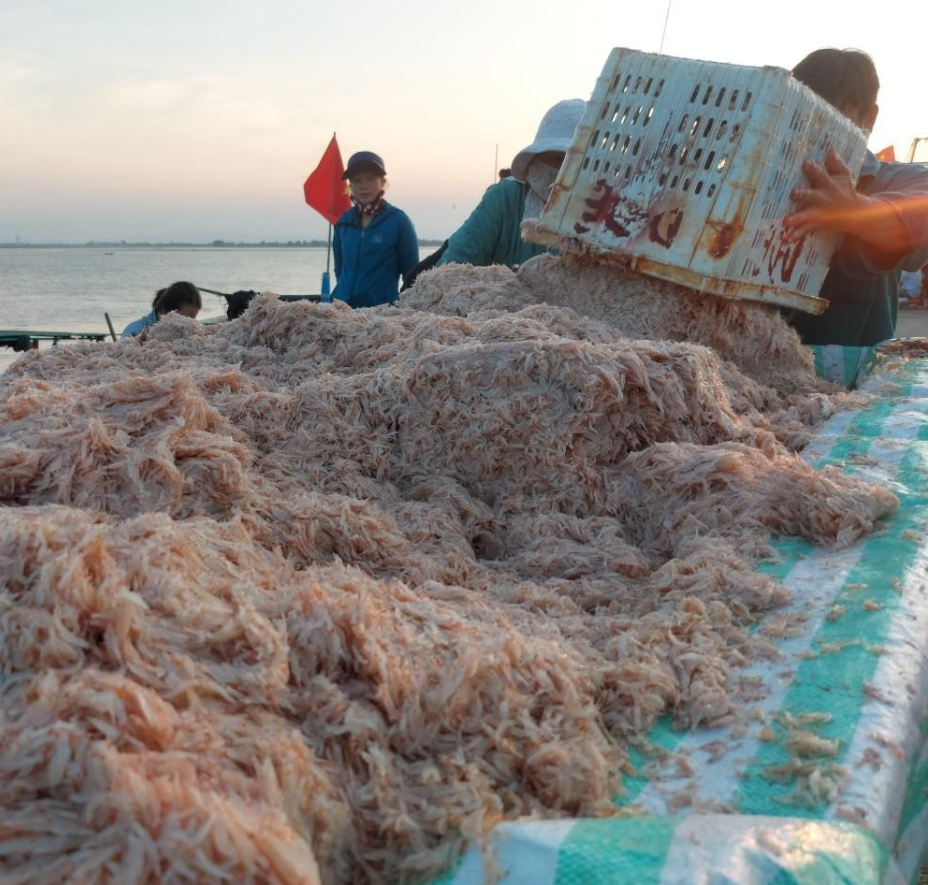 Ngư dân Hà Tĩnh trúng đậm “lộc” biển, thu bạc triệu mỗi đêm