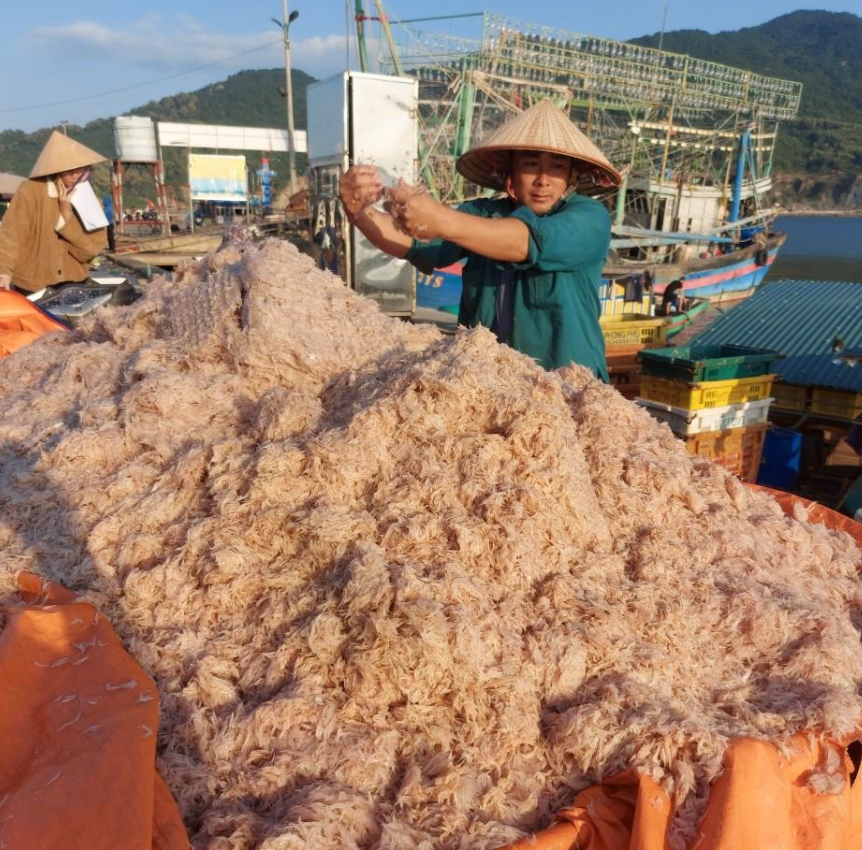 Ngư dân Hà Tĩnh trúng đậm “lộc” biển, thu bạc triệu mỗi đêm