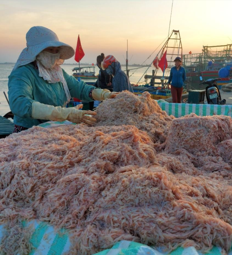 Ngư dân Hà Tĩnh trúng đậm “lộc” biển, thu bạc triệu mỗi đêm