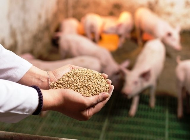 kiến nghị điều chỉnh thuế nhập khẩu đối với thức ăn chăn nuôi