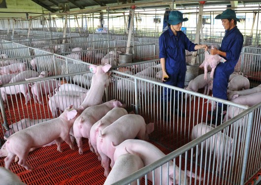 Giá heo hơi hôm nay 24/11 tiếp đà tăng, chưa thấy mở biên, dịch bệnh có nguy cơ bùng phát