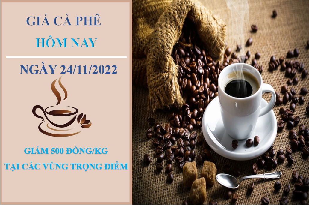 Giá cà phê hôm nay 24/11/2022: Giảm 500 đồng/kg sau hai ngày tăng
