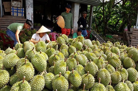 Sầu riêng đừng để thành "sầu chung"!