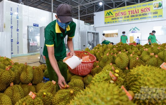 Xuất khẩu sầu riêng sang Trung Quốc mỗi ngày đi hàng trăm tấn đều suôn sẻ