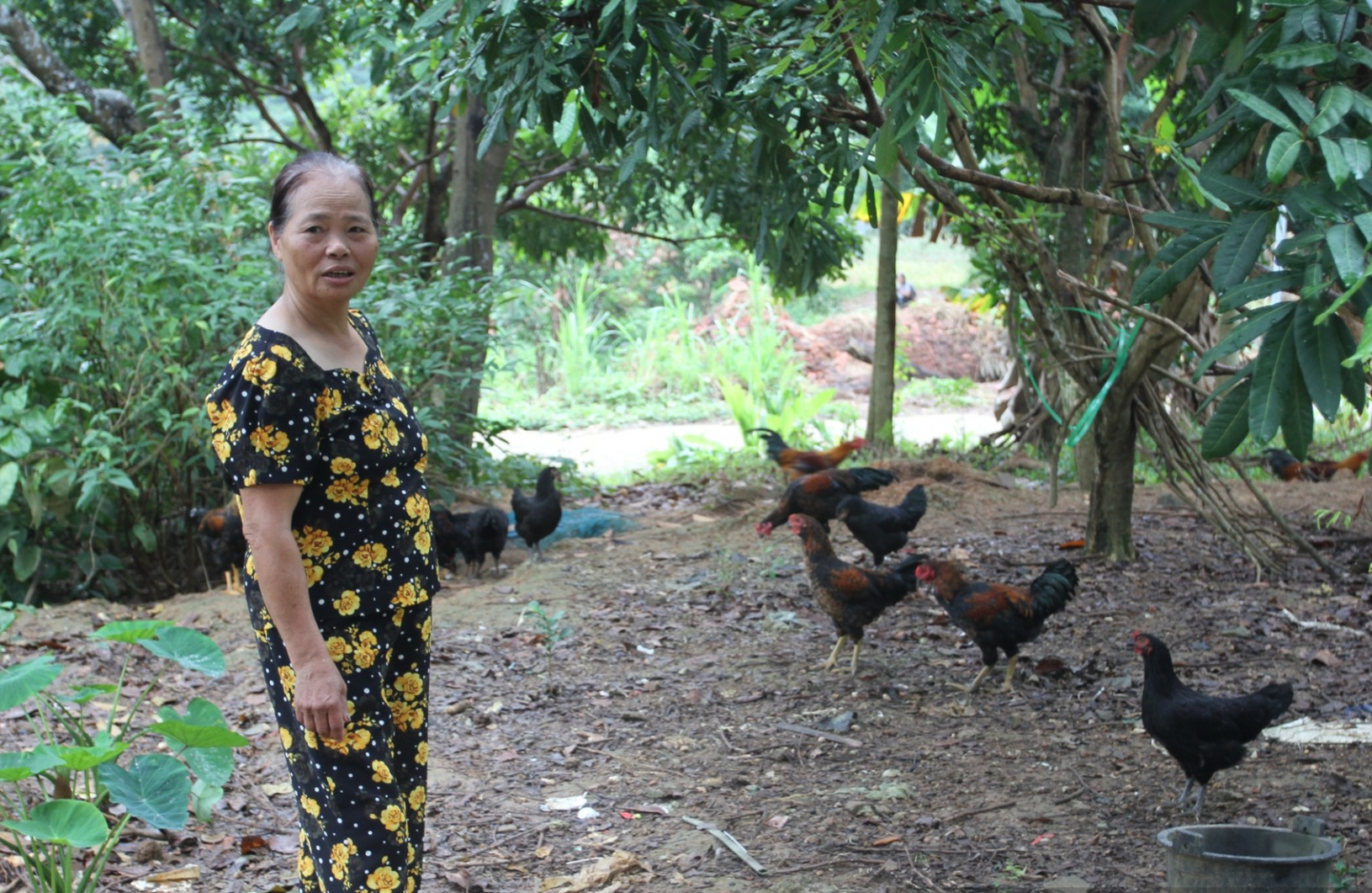 Bà Hằng chuyển từ nuôi lợn sang nuôi gà được khoảng 5 năm nay