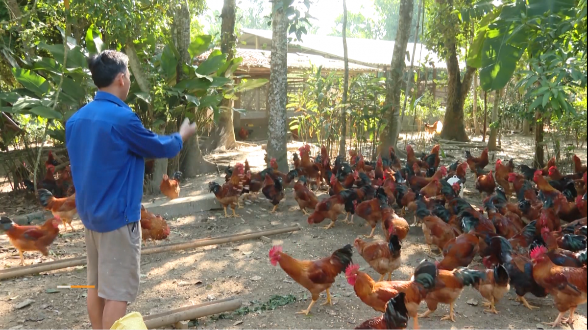 Anh Nguyễn Văn Kết cho đàn gà ăn