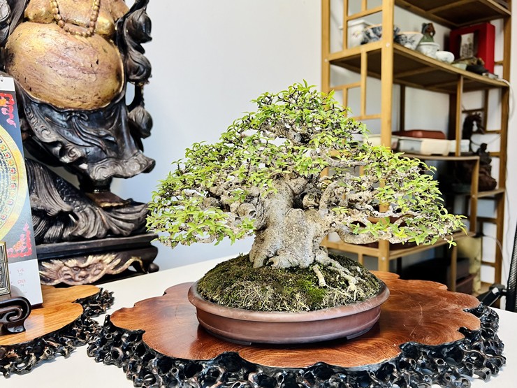 “Một cây bonsai mini đẹp, đẳng cấp cần đạt đủ 3 yếu tố: cổ - kỳ và mỹ. Cổ: là độ già của cây, kỳ là sự kỳ công tạo tác, công phu của cây, còn mỹ là tổng hòa của cây tạo nên vẻ đẹp”, anh chia sẻ