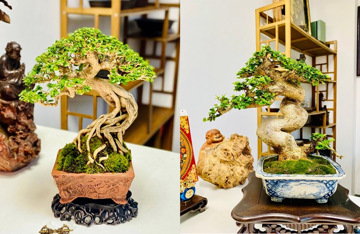 Theo anh, nếu chỉ tìm kiếm và sở hữu cây để được gọi là bonsai thì không hề khó, có thể dễ dàng mua tại các vườn, các hội chơi bonsai nhưng để sở hữu một cây bonsai mini đẹp, đẳng cấp thì cần tìm kiếm, kiên nhẫn và đôi khi phải có đủ duyên mới sở hữu được