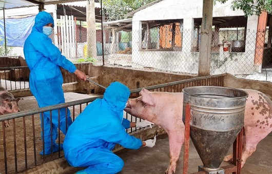 Cuối năm căng mình phòng chống dịch trên vật nuôi, chặn nguy cơ bùng phát