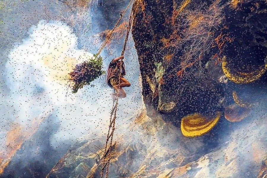 Rùng rợn cảnh “treo mình” trên thang dây để lấy mật ong trên vách núi đá