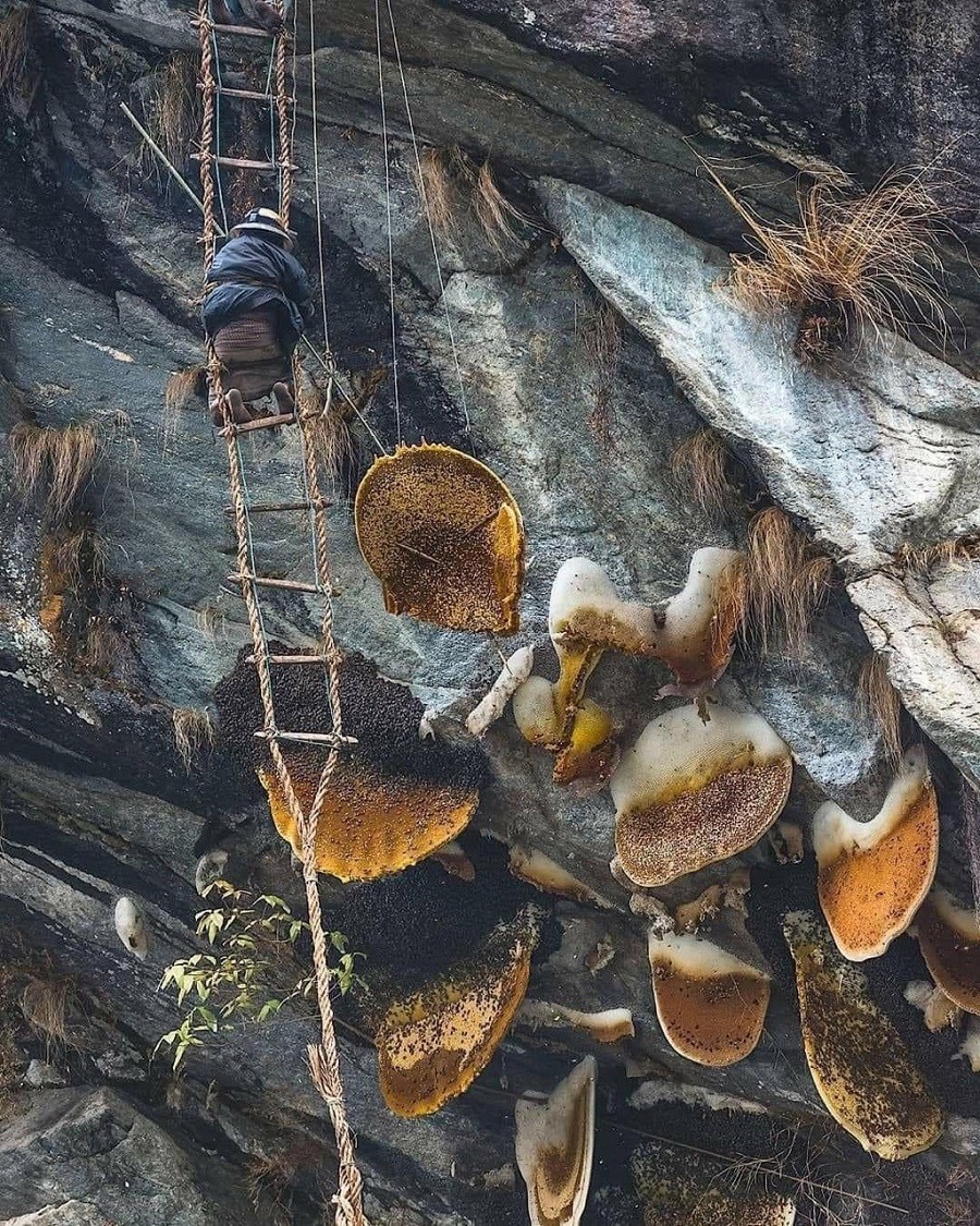 Rất nhiều tổ ong hữu cơ cheo leo trên các vách đá