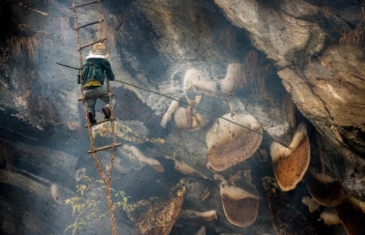 Rùng rợn cảnh “treo mình” trên thang dây để lấy mật ong trên vách núi đá