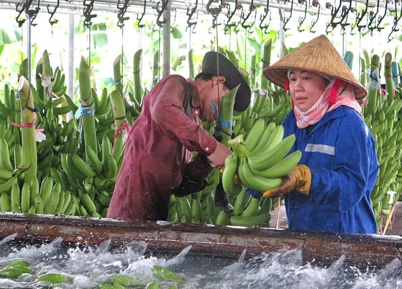Cuối năm cánh cửa xuất khẩu rộng mở cho nông sản Việt Nam
