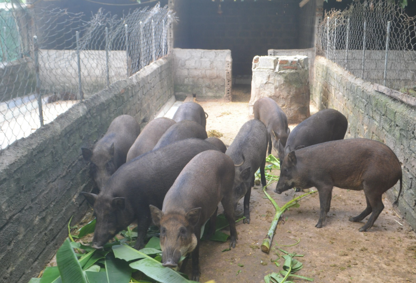 Mô hình nuôi lợn rừng của anh Lê Văn Mão