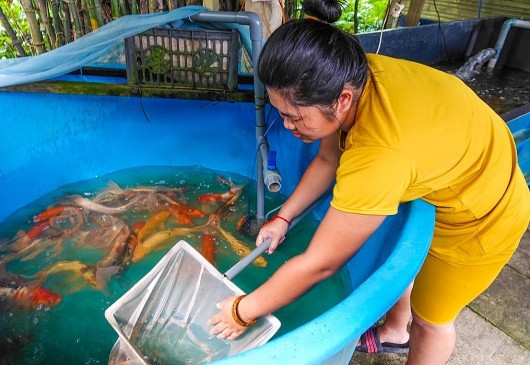 Nữ cử nhân gác bằng nuôi loài cá sang chảnh, mỗi năm bỏ túi 250 triệu đồng