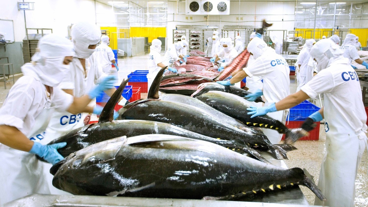 Xuất khẩu cá ngừ khó giữ được đà tăng trưởng