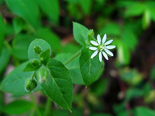 Những loại rau dại ngon “hết nước chấm”, không thử phí cả đời