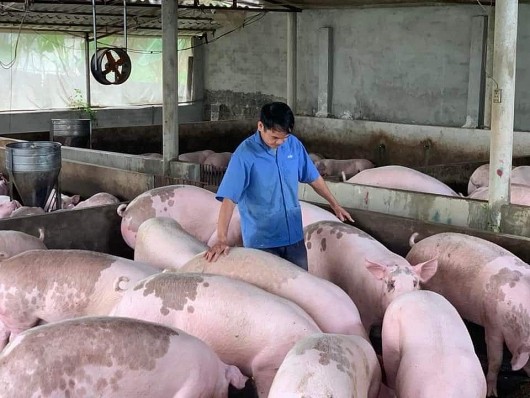 Dự báo giá heo hơi ngày 25/11: Tiếp đà tăng, mức cao nhất 5.000 đồng/kg