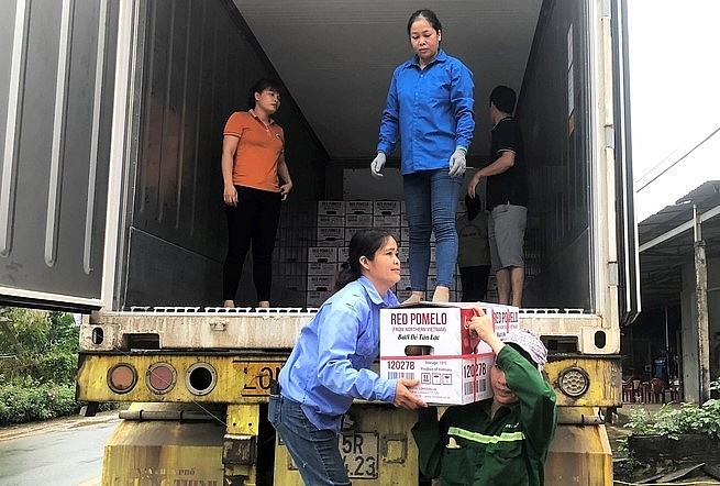 Những thùng bưởi đỏ Tân Lạc được đưa lên xe chuẩn bị xuất khẩu sang Vương quốc Anh.