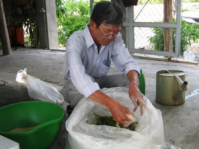 Anh Phạm Văn Hùng, huyện Ninh Sơn (Ninh Thuận) đang thực hiện ủ chua thức ăn dự trữ trong mùa hạn
