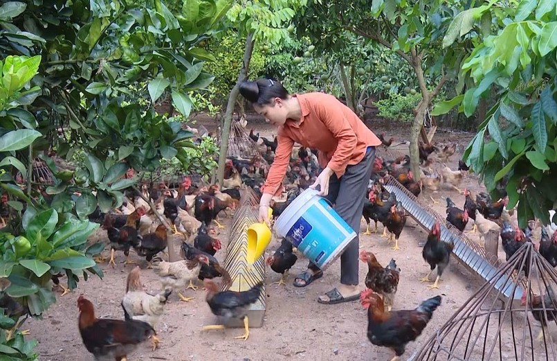 Chị Lò Thị Hoa làm giàu với mô hình nuôi gà thả vườn. Ảnh: Gia Hưng
