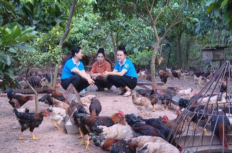 Kỹ thuật nuôi gà thả vườn là cho đàn gà ăn sạch, ở sạch và phòng chống dịch bệnh thường xuyên. Gia Hưng