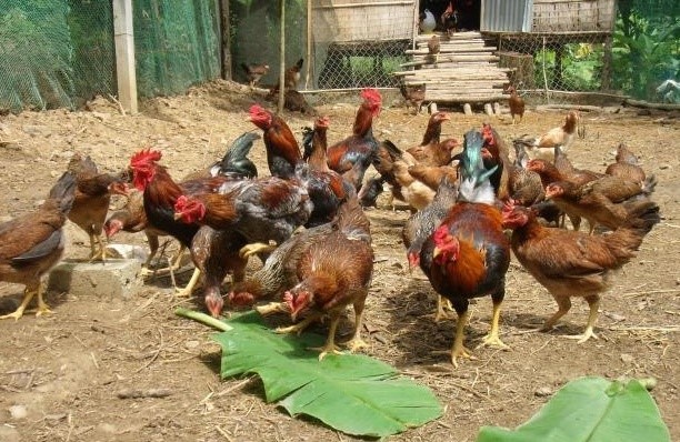 Những bí quyết để nuôi gà hữu cơ chắc thắng, lãi cao
