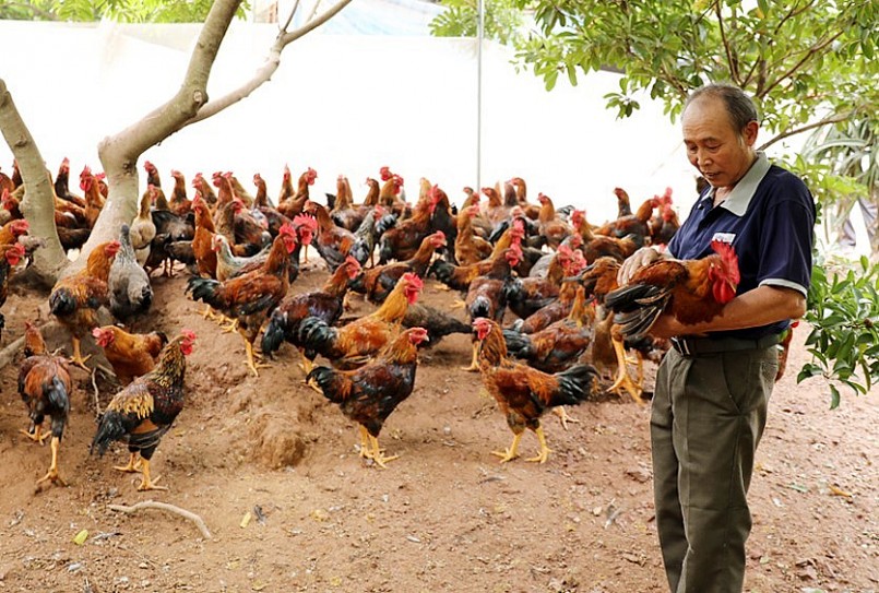 Mô hình nuôi gà thịt nhốt chuồng mang lại hiệu quả kinh tế cao  Báo Dân  tộc và Phát triển