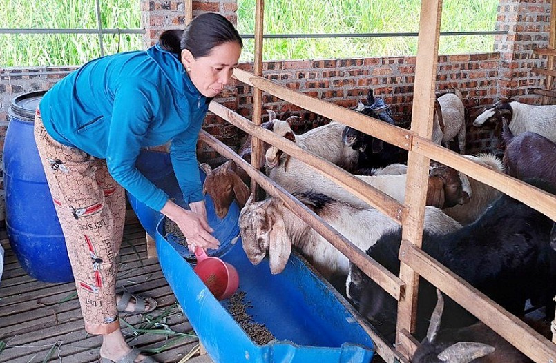 Mô hình chăn nuôi gà khép kín và nuôi dê thương phẩm được nhiều chị em phụ nữ ở địa phương tìm hiểu.