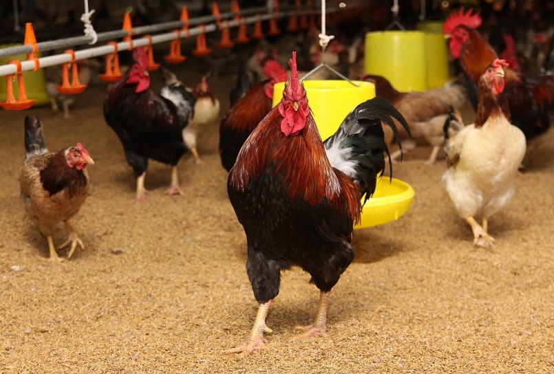 Mô hình chăn nuôi gà khép kín đảm bảo an toàn dịch bệnh cho hiệu quả kinh tế cao nên được nhiều hộ chăn nuôi áp dụng. Ảnh minh họa.